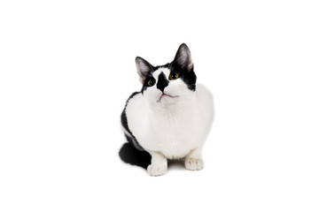 Black and white cat sit on white isolated background.