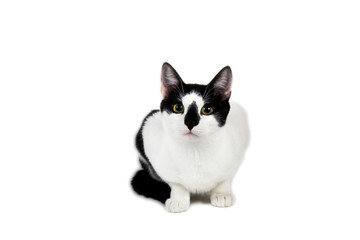 Black and white cat sit on white isolated background.