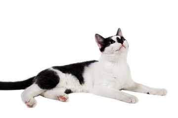 Obraz premium Black and white cat sit on white isolated background.