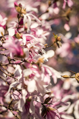 beautiful pink magnolia flowers blooming on a sunny day 