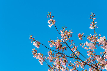 beautiful pink cherry flowers blooming on branches under the sun with clear blue sky background