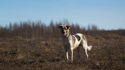 Dog standing in tranquil field at sunny day