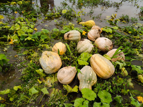Jerimum plantation in a community located in the municipality of Manaquiri