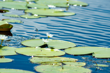 Wasserlilie © Annika