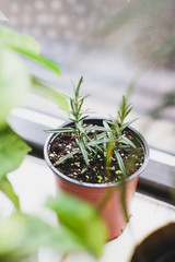 Rosemary Plant in a Pot
