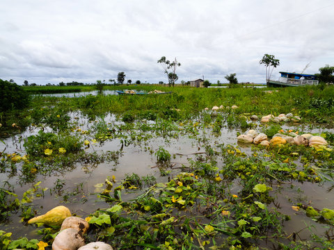 Jerimum plantation in a community located in the municipality of Manaquiri