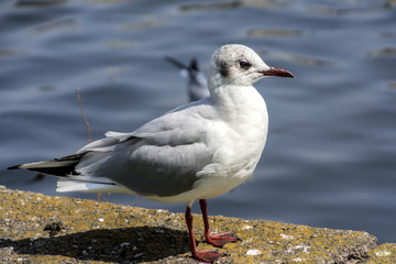 Seagull in the pond of a Japanese park