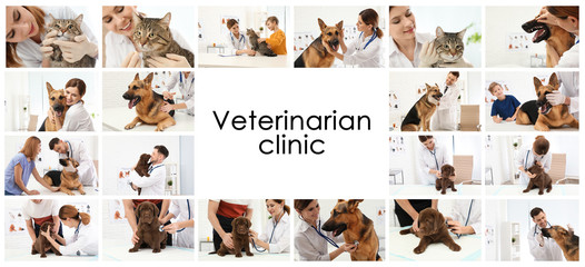 Collage with doctors and pets in veterinarian clinic
