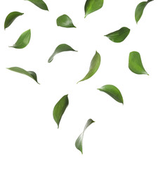 Set of falling green fresh leaves on white background