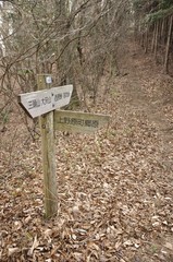 槇寄山 笹尾根の森の分岐