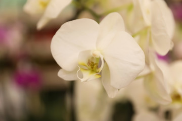 Naklejka na ściany i meble Beautiful blooming tropical orchid on blurred background, closeup