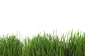 Fresh green wheat grass on white background