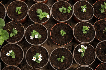 Many blooming flowers growing in pots with soil, top view