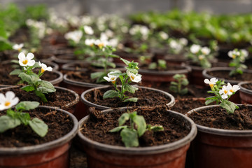 Many blooming flowers growing in pots with soil, closeup