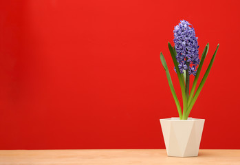 Beautiful hyacinth in pot on table against color background, space for text. Spring flower