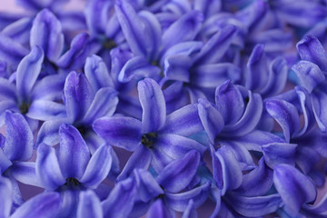 Blooming spring hyacinth flowers as background, closeup view