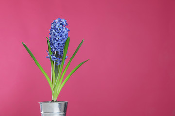 Beautiful hyacinth in metal bucket on color background, space for text. Spring flower