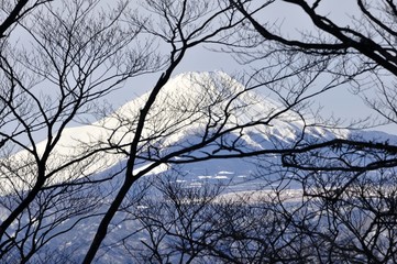 Fototapeta na wymiar 富士山 森からの眺め