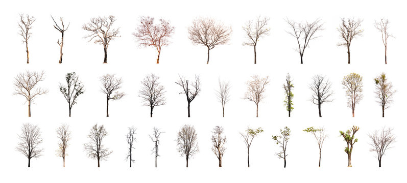 Fototapeta Collection of dead tree isolated on white background