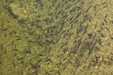 fish in the water