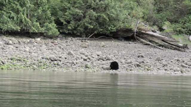 Black Bear near River in Canda Long shot of Black Bear near River in Canda