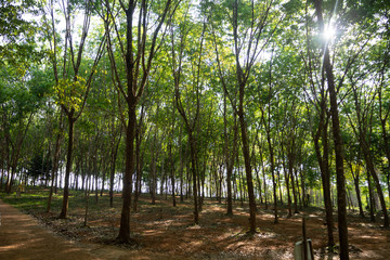 rubber tree , rubber plantation . Beautiful trees line by rubber tree