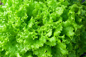 サニーレタスの若葉