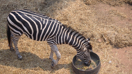 Fototapeta na wymiar Zebra eating grass in zoo thailand