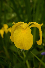 黄色いアヤメ