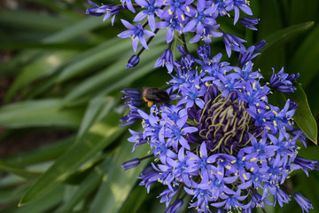 蜂とシラーベルビアナ