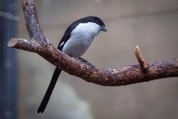 portrait of cute swallow on the branch