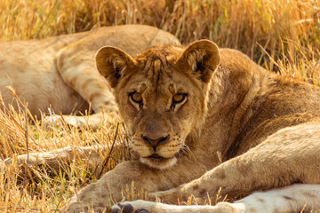 Löwin liegt im Gras