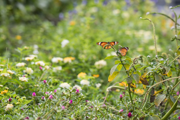 orange butterfly in spring garden