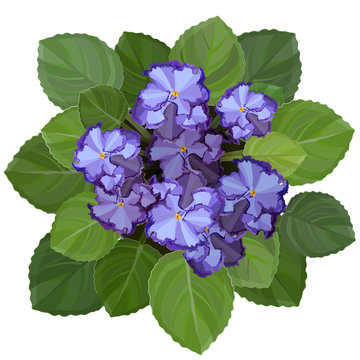 Potted african violet, saintpaulia, on white background. Top view vector