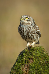 little owl Athene noctua