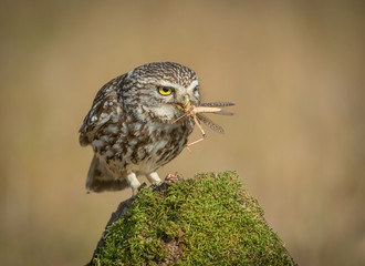little owl Athene noctua