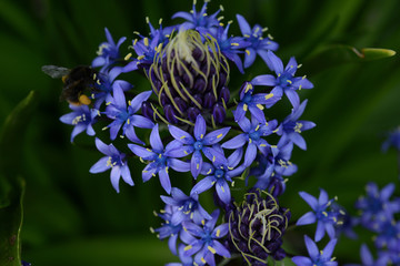 シラー・ベルビアナ