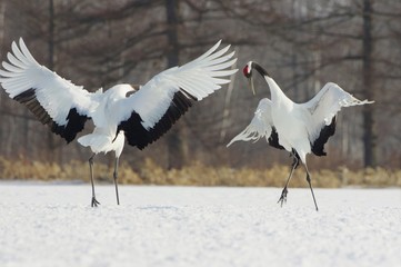 Obraz premium Red-crowned Cranes, dancing on snowfield in hokkaido, japan 雪原の丹頂 北海道