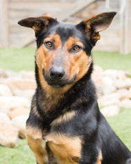 Head portrait of black and tan dog German Shepherd and Kelpie cross