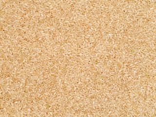 Background of short grain brown rice