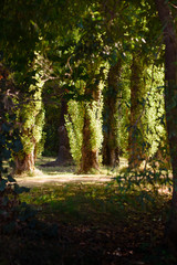 Looking through trees in the forest to sunlit path at Bright in Victoria Australia 