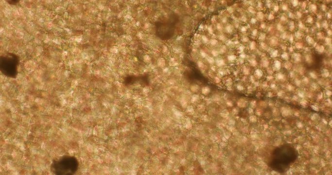 Biosph&auml;re im Micro Universum