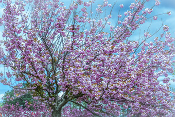 Spring tree flowering