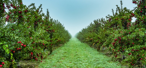 Apple orchard 