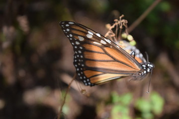 Mariposa monarca en la vida silvestre