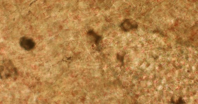 Biosph&auml;re im Micro Universum