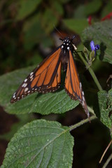 Mariposa monarca en la vida silvestre