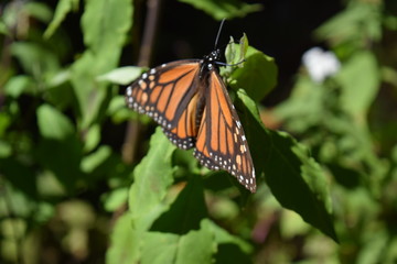 Mariposa monarca en la vida silvestre