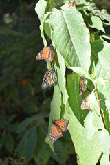 Mariposa monarca en la vida silvestre