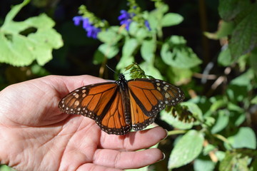 Mariposa monarca en la vida silvestre